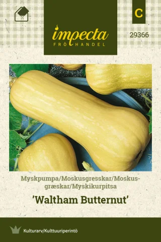 Myskikurpitsa 'Waltham Butternut'