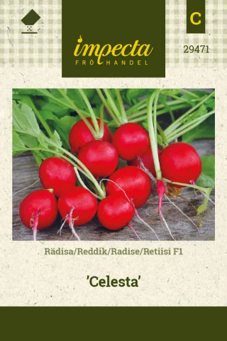 Rädisa 'Celesta'