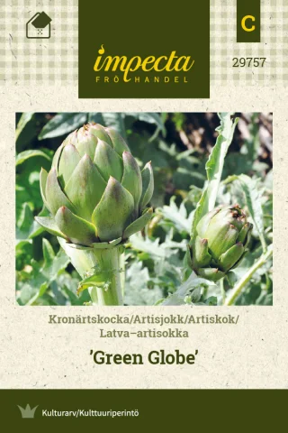 Latva-artisokka 'Green Globe'