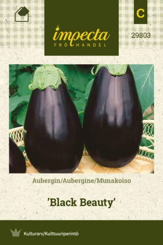 Aubergin 'Black Beauty'