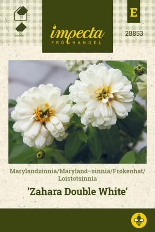 Loistotsinnia 'Zahara Double White'