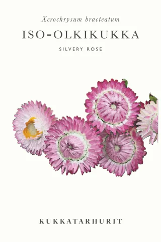 Iso-Olkikukka 'Silvery Rose'