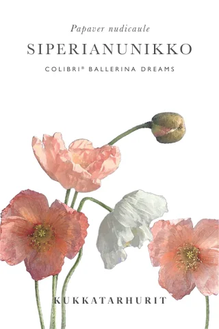 Siperianunikko 'Colibri® Ballerina Dream'