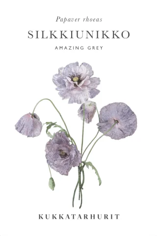 Silkkiunikko 'Amazing Grey'