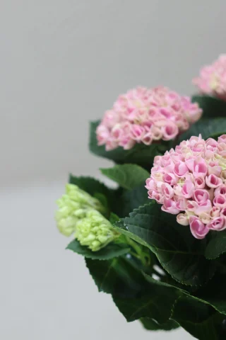 Hortensia