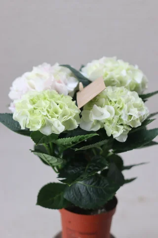 Hortensia