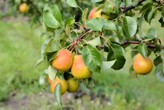 Päärynäpuu