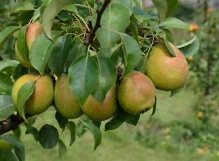 Päärynäpuu