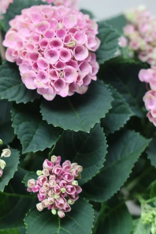 Hortensia
