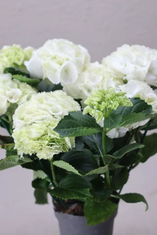 Hortensia
