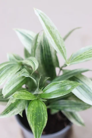 Buskdracena