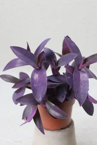 Purpurblad