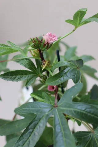 Rosellhibiskus