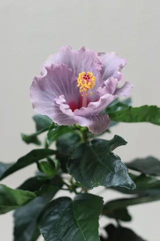 Hibiskus