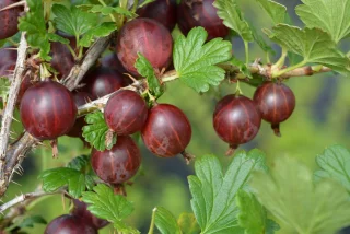 Krusbär