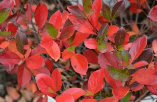 Musta-aronia