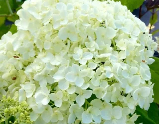 Pallohortensia