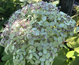 Pallohortensia