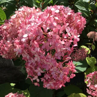 Pallohortensia