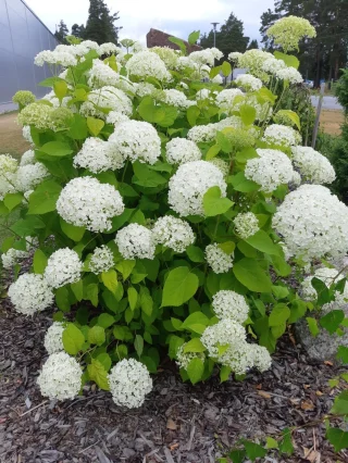 Pallohortensia