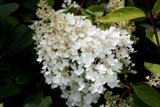 Syrenhortensia