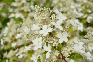 Mustilanhortensia