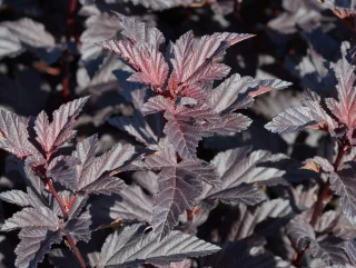 Purppuraheisiangervo