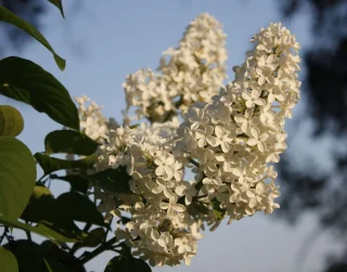 Pihasyreeni