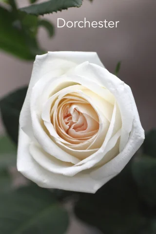 Shampanja ruusu, 70 cm