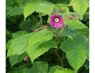 Tuoksuvatukka