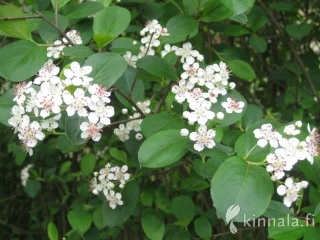 Slånaronia