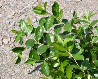 Svartaronia