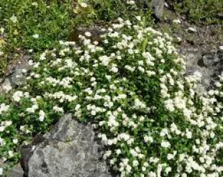 Lamopensasangervo