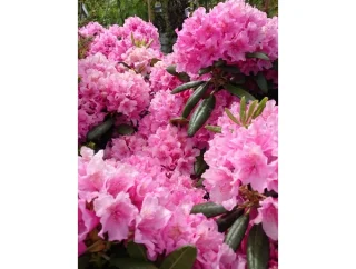 Tigerstedtii-rododendron (30-40 cm)
