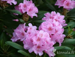 Tigerstedtii-rododendron (XL)