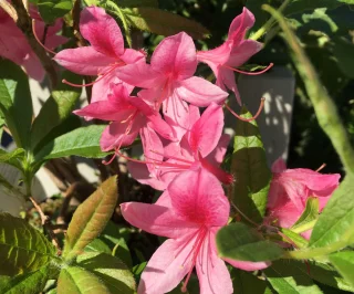 Northern Lights-azalea (30-40 cm)