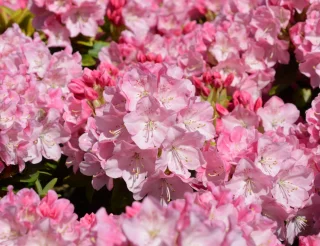 Rododendron (20-30 cm)