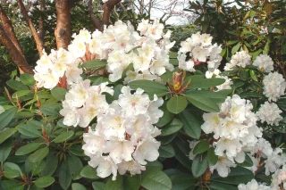 Rododendron, hybrid