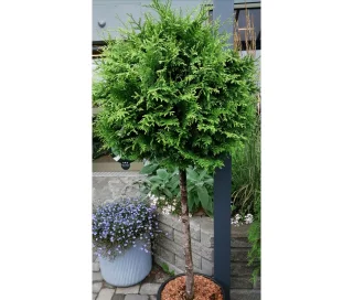 Tuja på stam, 80 cm