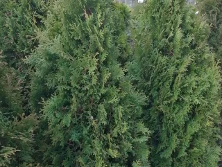 Pyramidtuja (100-120 cm)