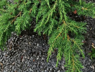 Dvärg-en (30-40 cm)