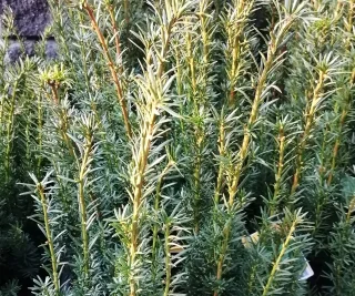 Hybrididegran (40-50 cm)