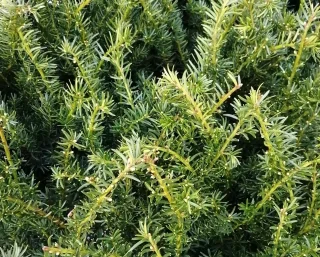 Hybrididegran  (40-50 cm)