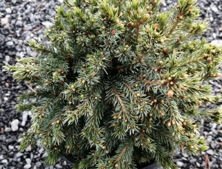 Dvärgvitgran (20-25 cm)