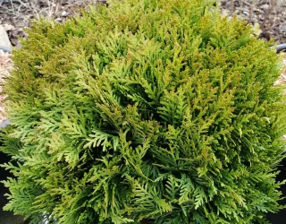 Dvärgbolltuja (40-50 cm)
