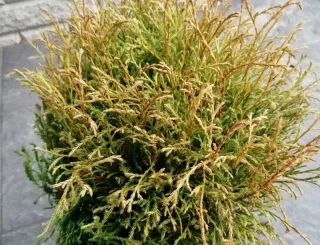 Bolltuja (40-50 cm)