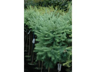 Japansk lärk på stam, 90 cm