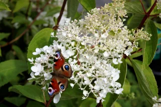 Syyshortensia rungolla