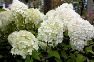 Syrenhortensia på stam