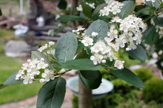 Koristearonia rungolla